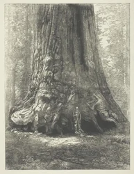 Kopia książki Carletona Watkinsa "Galen Clark Before the Grizzly Giant".