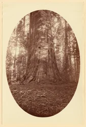 [Empire State Calaveras Grove].