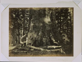 [Część pnia „Grizzly Giant” z Clarkiem - Mariposa Grove - średnica 33 stopy]