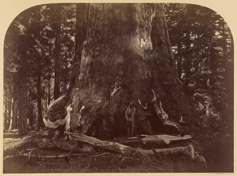 Przekrój Grizzly Giant, Mariposa Grove, średnica 33 stopy