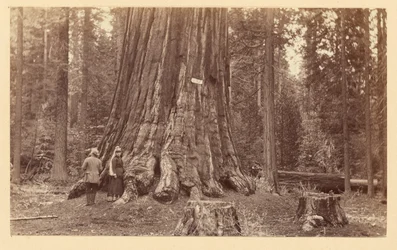 [Duma lasu, Calaveras Grove]