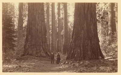 Trzy Gracje, Calaveras Grove