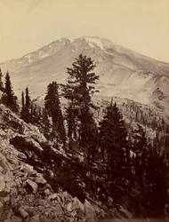 [Williamsonii, Mount Shasta]