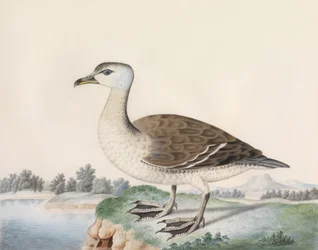 Java Duck (akwarela na welinie, inskrypcja tytułu)