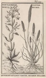 Centuria pospolita i mysiurek. Centaurium Minus. Cauda Muris. Centuria pospolita. Mysiurek (tytuł na obiekcie)