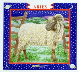 Baran (wc na papierze)