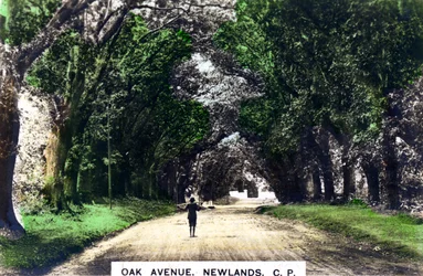 Oak Avenue, Newlands, Johannesburg, Gauteng, RPA, ok. 1920 r.