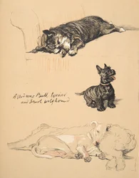 Aberdeens, Bull-Terrier i Irish Wolfhound, 1930, Ilustracje z jego szkicownik używany do Just Among Friends, Aldin, Cecil Charles Windsor (1870-1935), później opublikowane przez Eyre i Spottiswoode Li