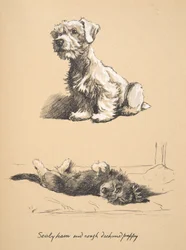 Sealyham and Rough Dachshund Puppy, 1930, Ilustracje ze szkicownika używanego w Just Among Friends, później wydane przez Eyre i Spottiswoode Limited, 1934 (kreda i węgiel na papierze)