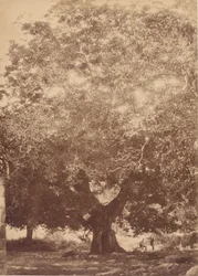 Orzech włoski cesarza Karola V, Yuste, 1858.