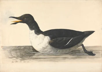 William, czerwiec 1742