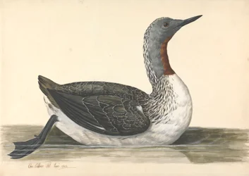Nurek czerwonogardły, czerwiec 1742 r