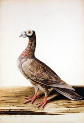 Głuszec, Hen