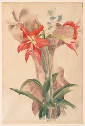 Amarylis