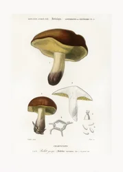 Grzyb (Boletus circinans)