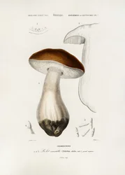 Boczniak (boletus edulis)