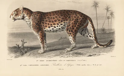 Lampart, z "Dictionnaire Universel d