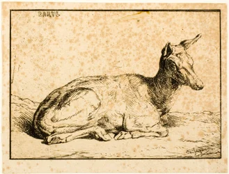 Łania