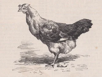 Zwykła francuska kura, zła nioska, od Magasin Pittoresque, ca. 1852.