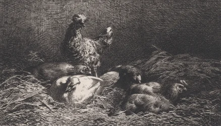Kury, 1867.