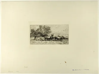 Drużyna Wołów