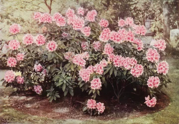 Rhododendron Pink Pearl, na „Wzgórzach”, Witley, rezydencja pani Farnham (kolorowe zdjęcie)