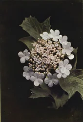 Dzikie kwiaty: Guelder Rose (zdjęcie kolorowe)