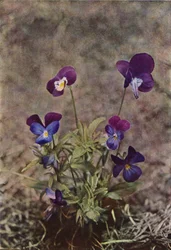 Dzikie kwiaty: Heartsea (kolorowe zdjęcie)