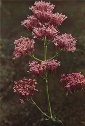 Dzikie kwiaty: Czerwony waleriana (zdjęcie kolorowe)