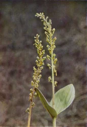 Dzikie kwiaty: Twayblade (kolorowe zdjęcie)