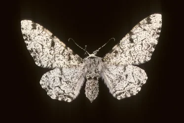 Betularia biston/Brzoza Phalene