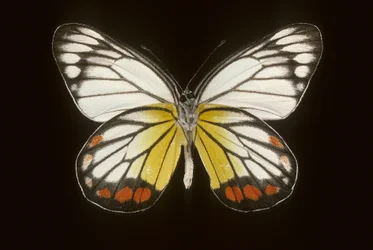 Delias hyparete/mężczyzna