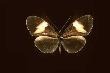 Heliconius melpomene/Heliconie melpomene