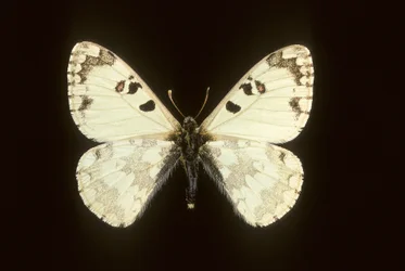 Hypermnestra helios