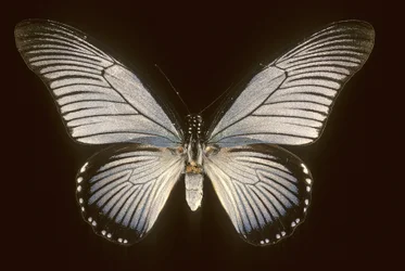 Papilio zalmoxis/Żaglówka niebieski