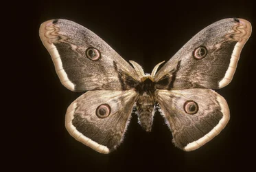 Saturnia pyri/Wielkie pawie oczko