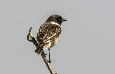 Saxicola torquata/Dawler/Common Stonechat