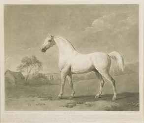 Mambrino, według George Stubbs, 1788 (mezzotinta)