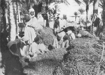 Zbieranie dat w Gabes, c1913
