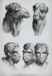 Podobieństwa między głową wielbłąda a głową mężczyzny, z „Livre de portraiture pour ceux qui commencent à dessiner” Le Bruna