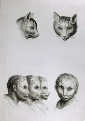 Podobieństwa między głową kota a głową człowieka, z "Livre de portraiture pour ceux qui commencent a dessiner" Le Brun