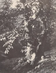 Mężczyzna leżący u stóp kasztanowca, 1850-53.