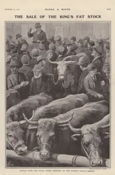 Bydło z królewskich farm w Windsor na sprzedaż na targu bydła w Slough, Berkshire (litho)