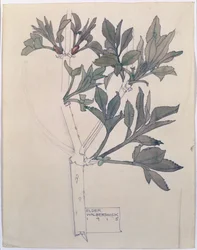 Starszy, Walberswick, 1915 (toaleta i ołówek na papierze)