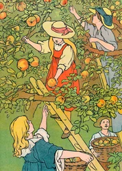Zbieranie owoców, 1912