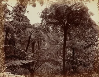 Ogrody Hakgala, Nuwara Eliya
