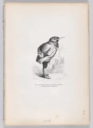 Stary, złamany, wychudzony, kapryśny, ale dobry, a jednocześnie oddany i domowy z temperamentu..., ca. 1837-47.