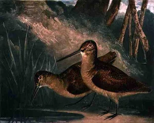 Słonki, tablica 4 z „British Feather Game”, rytowana przez artystę, wydana przez R. Ackermanna, ok. 1810