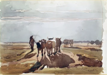 Woły