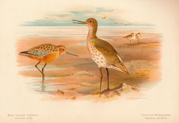 Szlamnik rycyk Limosa rufa, krwawodziób krwawodziób, 1900, 1900